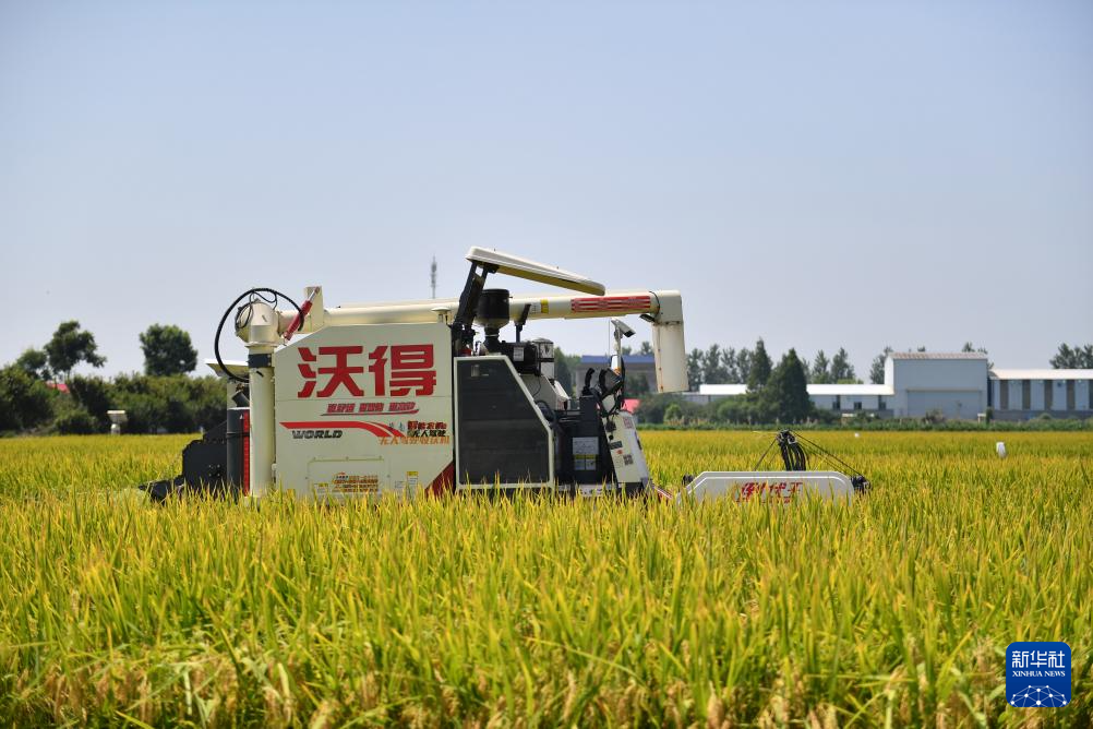 必威湖南益阳：无人农场再生稻头季收割测产(图3)