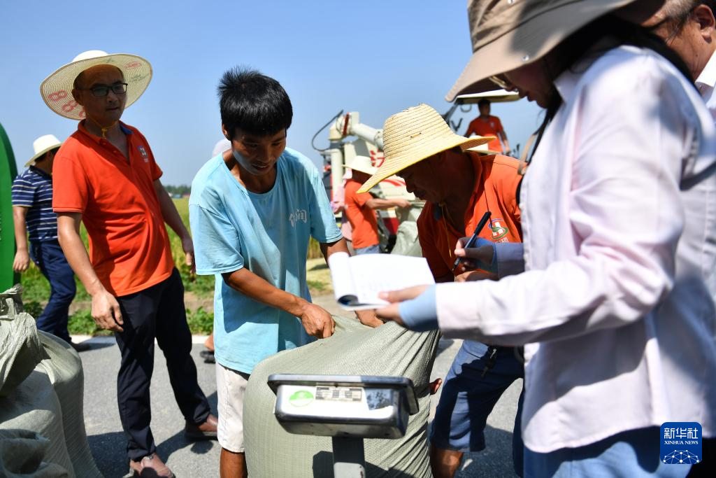 必威湖南益阳：无人农场再生稻头季收割测产(图6)