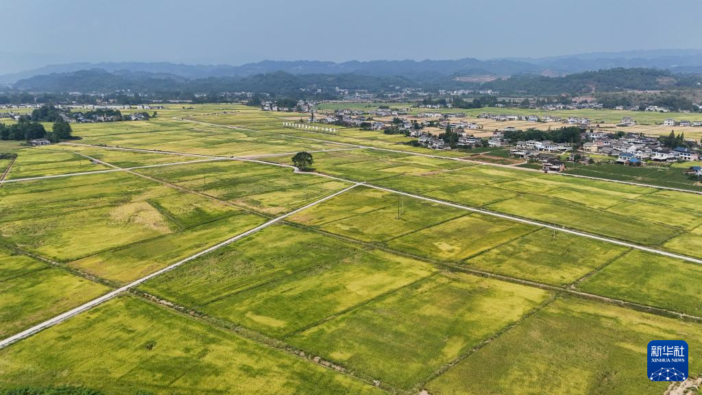 必威四川洪雅：万亩水稻迎丰收(图2)