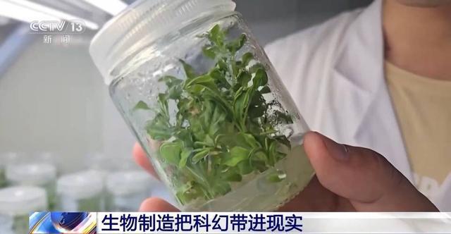 必威这不是科幻片！秸秆做成服装 植物也能当“小夜灯”(图2)