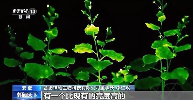 必威这不是科幻片！秸秆做成服装 植物也能当“小夜灯”(图3)