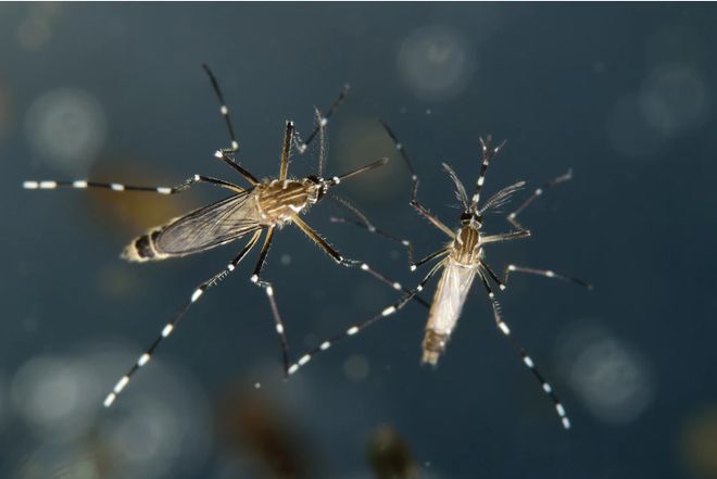 必威这件衣服被Nature亮点报道可防蚊子叮咬还透气！(图1)